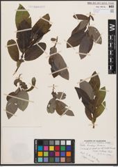 Salix barclayi Andersson